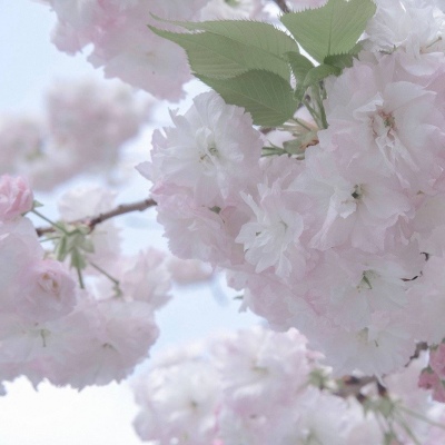 红寺堡福瑞交流群